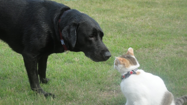 犬と猫の嗅覚