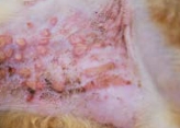 猫　好酸球性の皮膚病