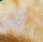 猫　好酸球性の皮膚病　完治