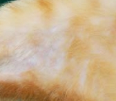 猫　好酸球性の皮膚病　完治