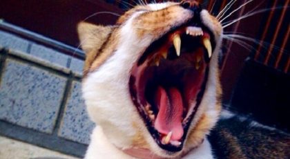 猫の口